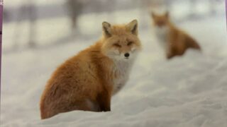 北キツネの生態と人間との共生 