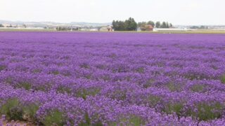 北海道でのラベンダー栽培の歴史とその魅力：ラベンダーの種類と利用方法を詳しく解説 